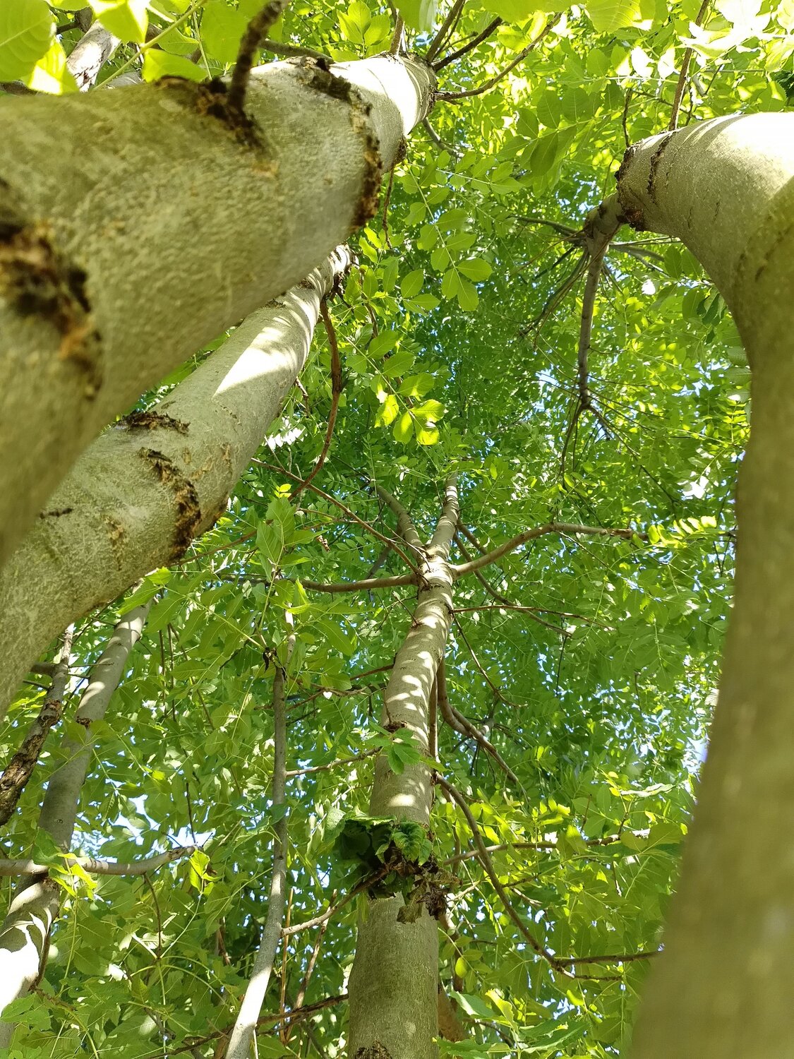 Forest - Trees