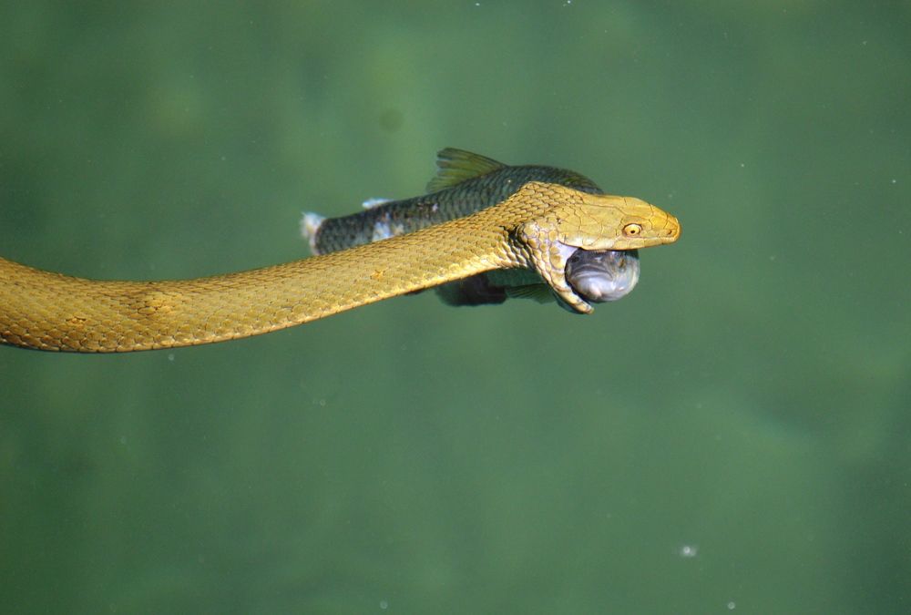 Photograph by Olja Simovic