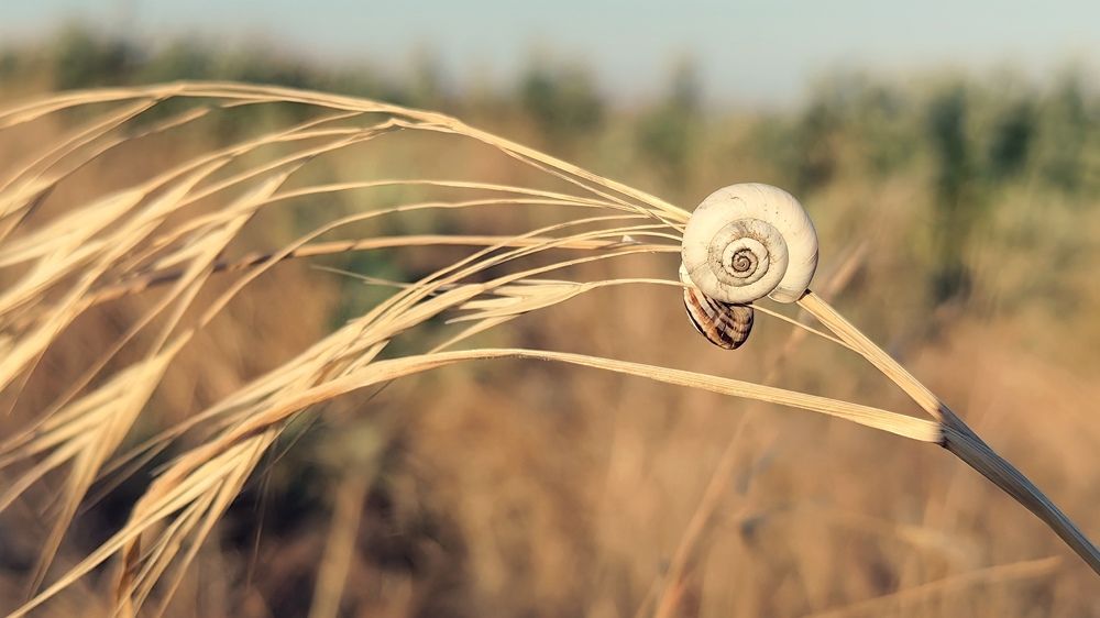 Photograph by Дмитрий Чебанов