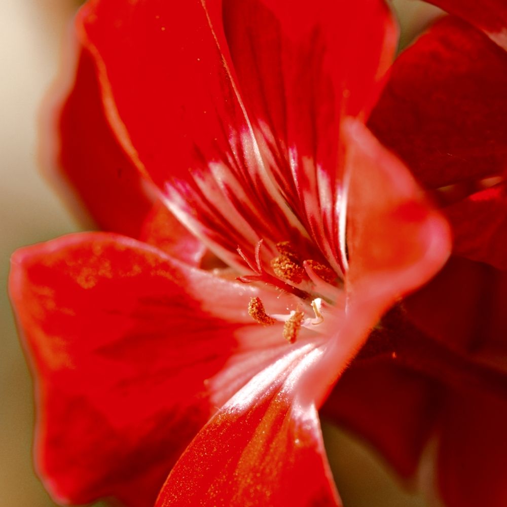 Photograph by Kseniya Shilina