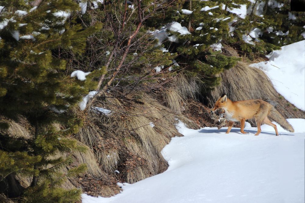 Photograph by Tatjana Tatjana