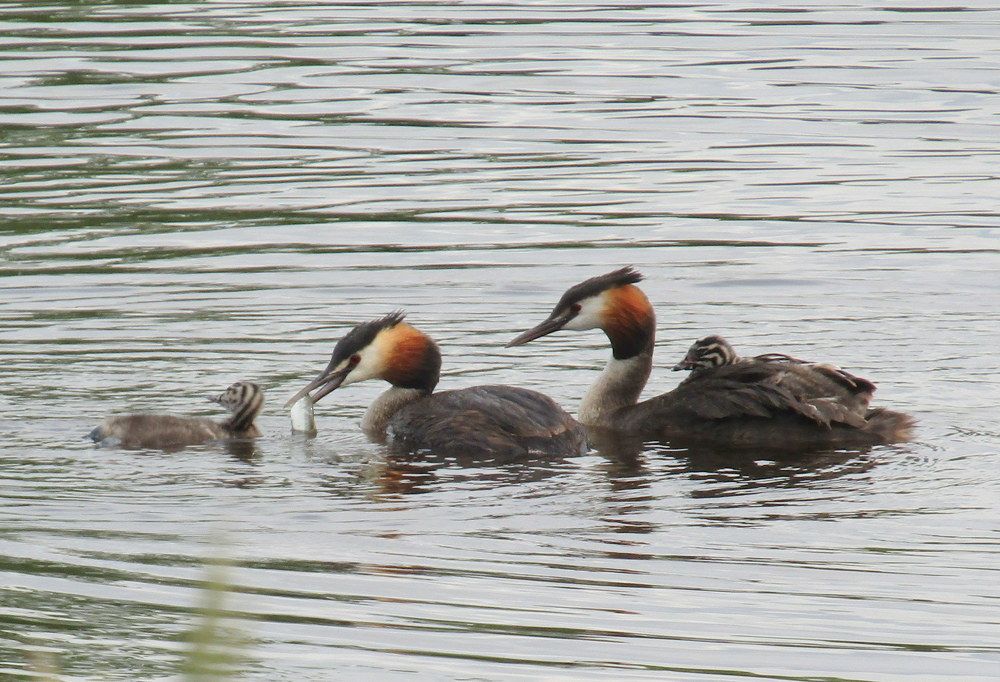 Photograph by Татьяна Смирнова