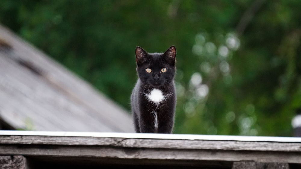 Photograph by Виктория Смехова