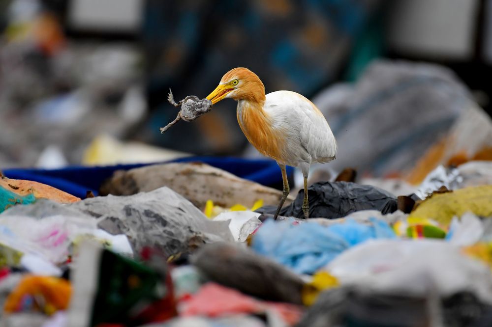 Collect food from Dumping Site