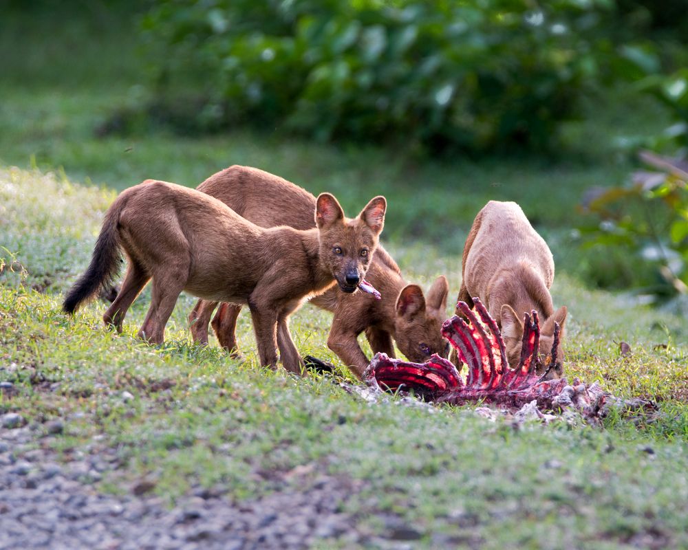 Photograph by Nandhakumar Velumani