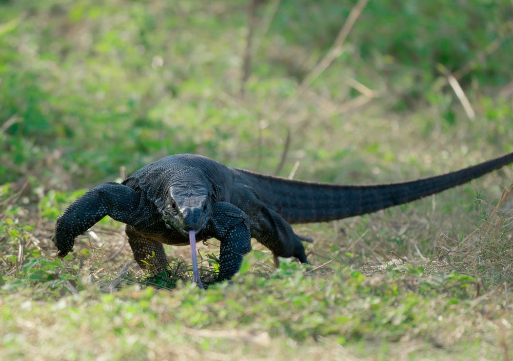 Фотография автора MANJUNATH BAGADE