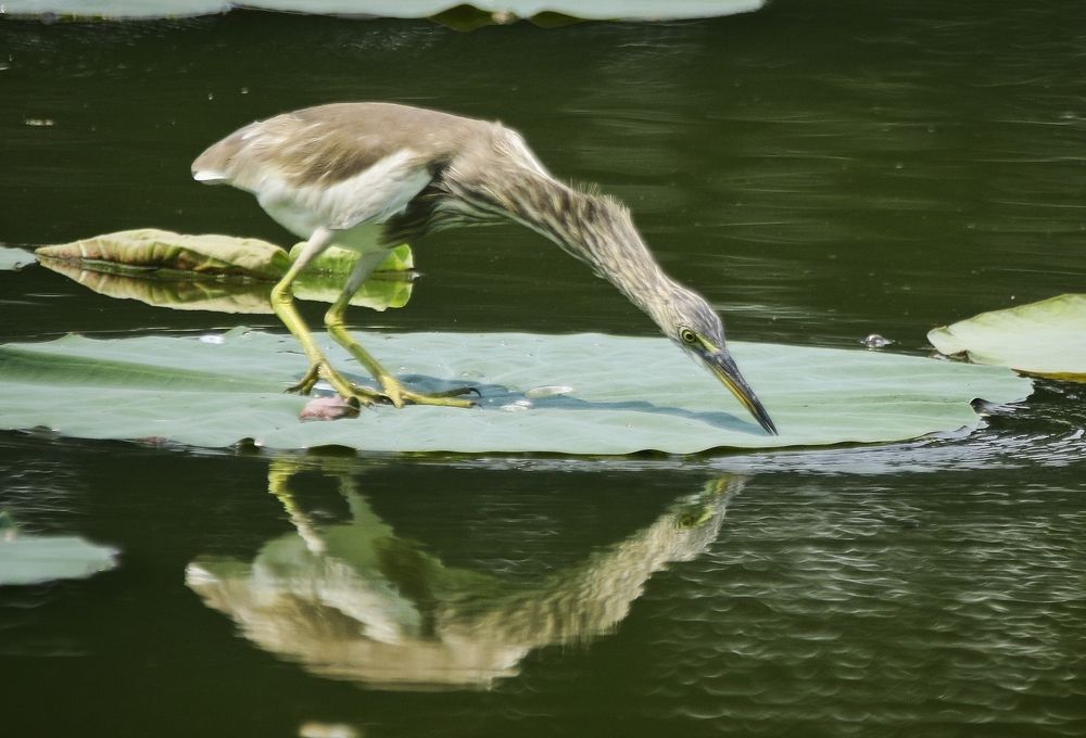 Photograph by Tunlin Soe