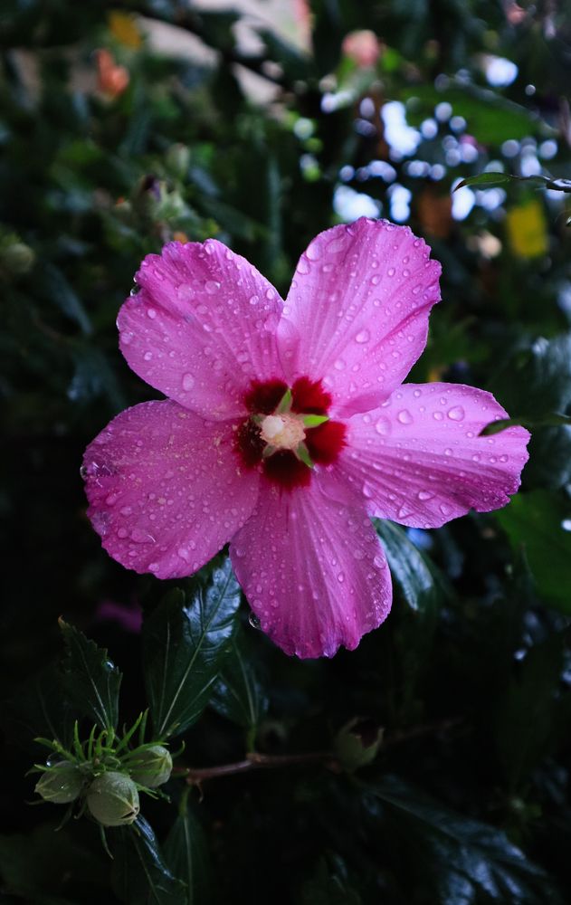 Гибискус в дождливый день.