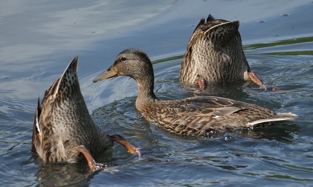 Photograph by Михаил Трусов