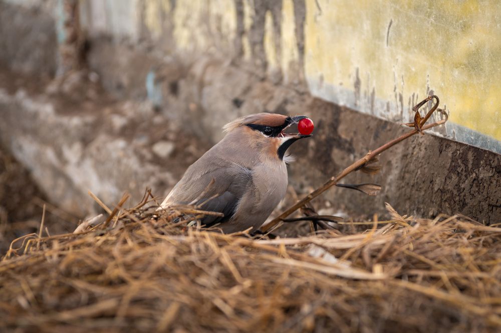 Photograph by Олег Бережных