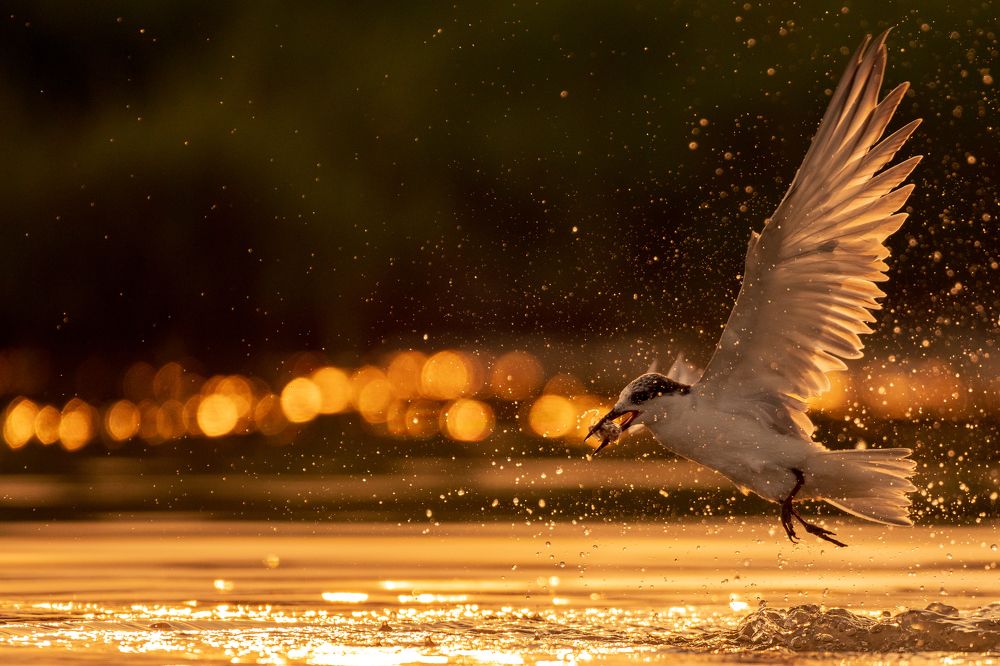 Photograph by Arnold Judson Samuel