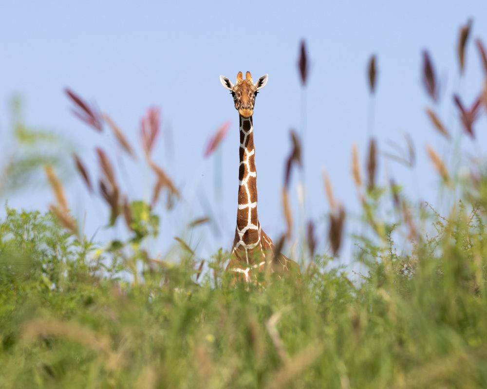 Photograph by Rémi Vacher