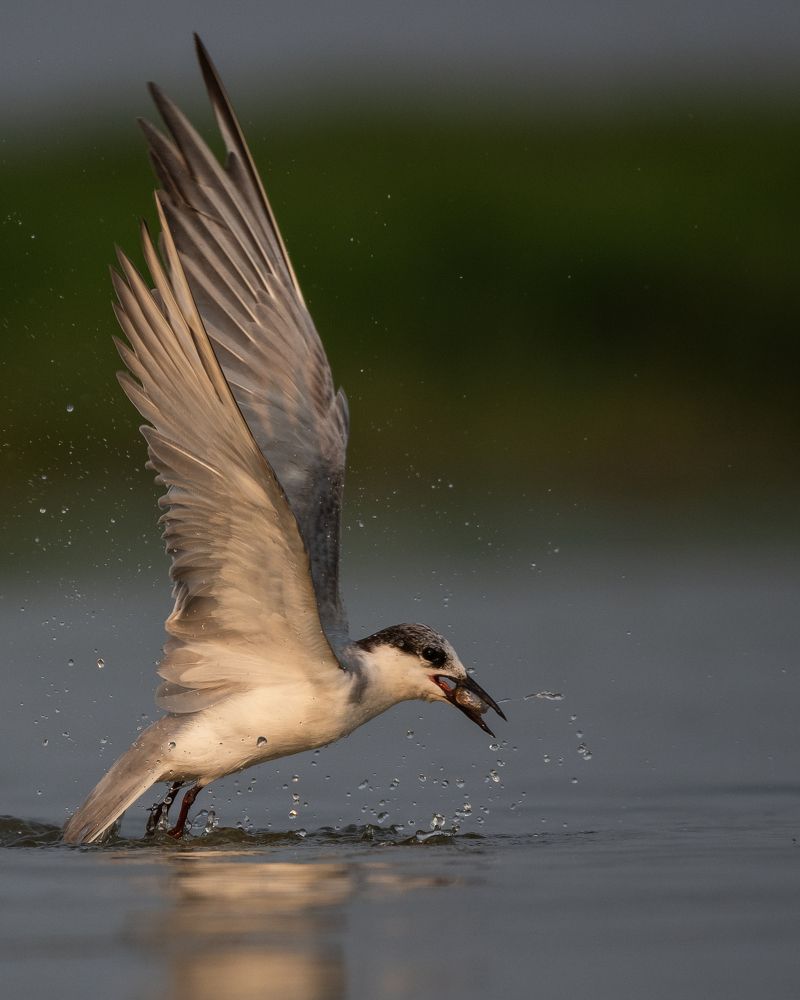 Photograph by Arnold Judson Samuel