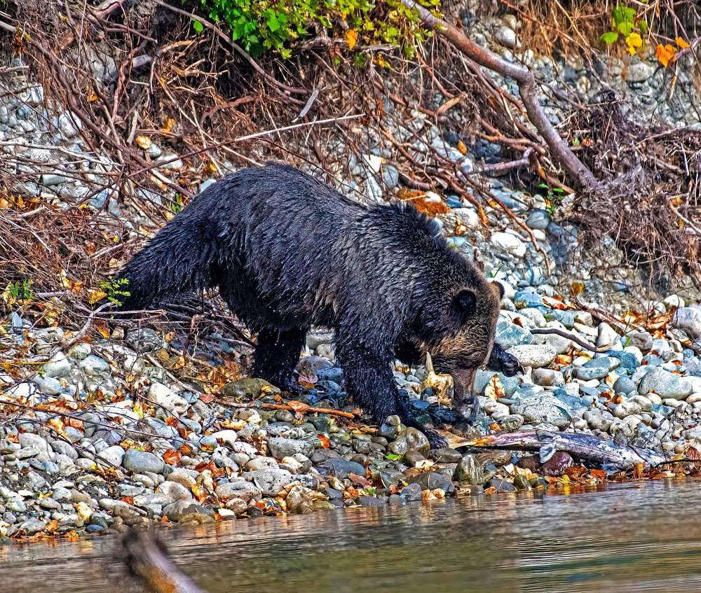Фотография автора Subir Ghosh