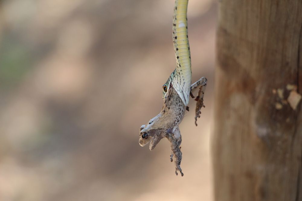 Photograph by Raquel Barao