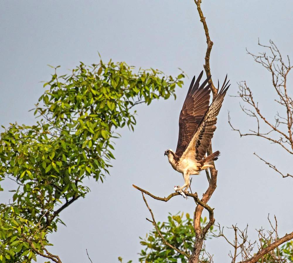 Фотография автора Subir Ghosh