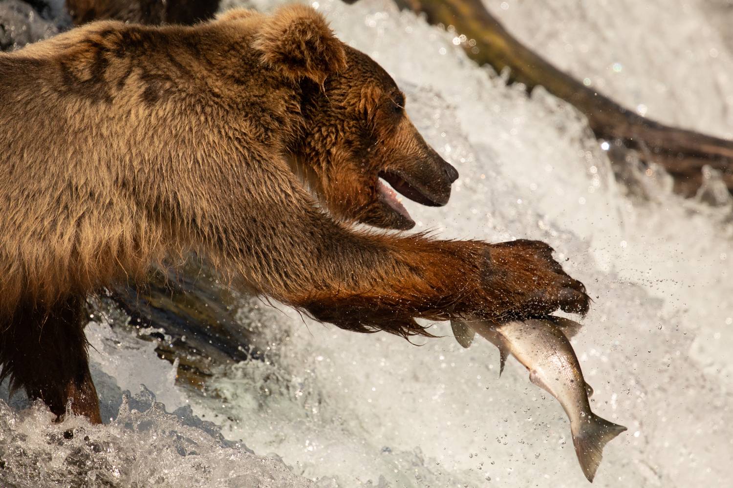 Фотография #10914114