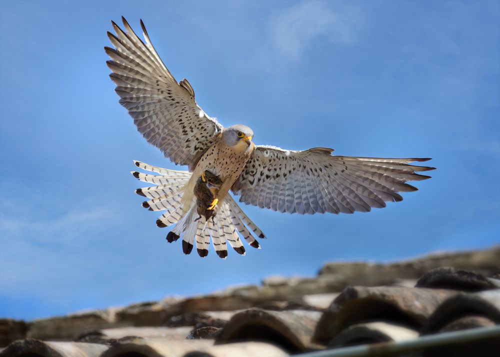 Photograph by Guido Frazzini