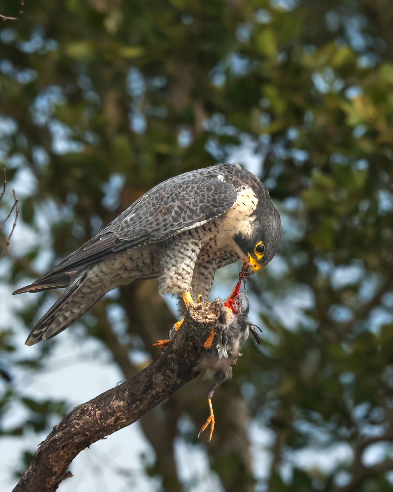 Photograph by Arkachanda Roy