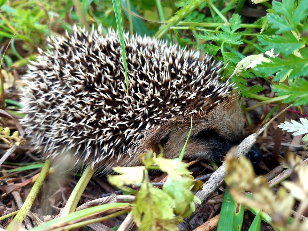 Photograph by Екатерина