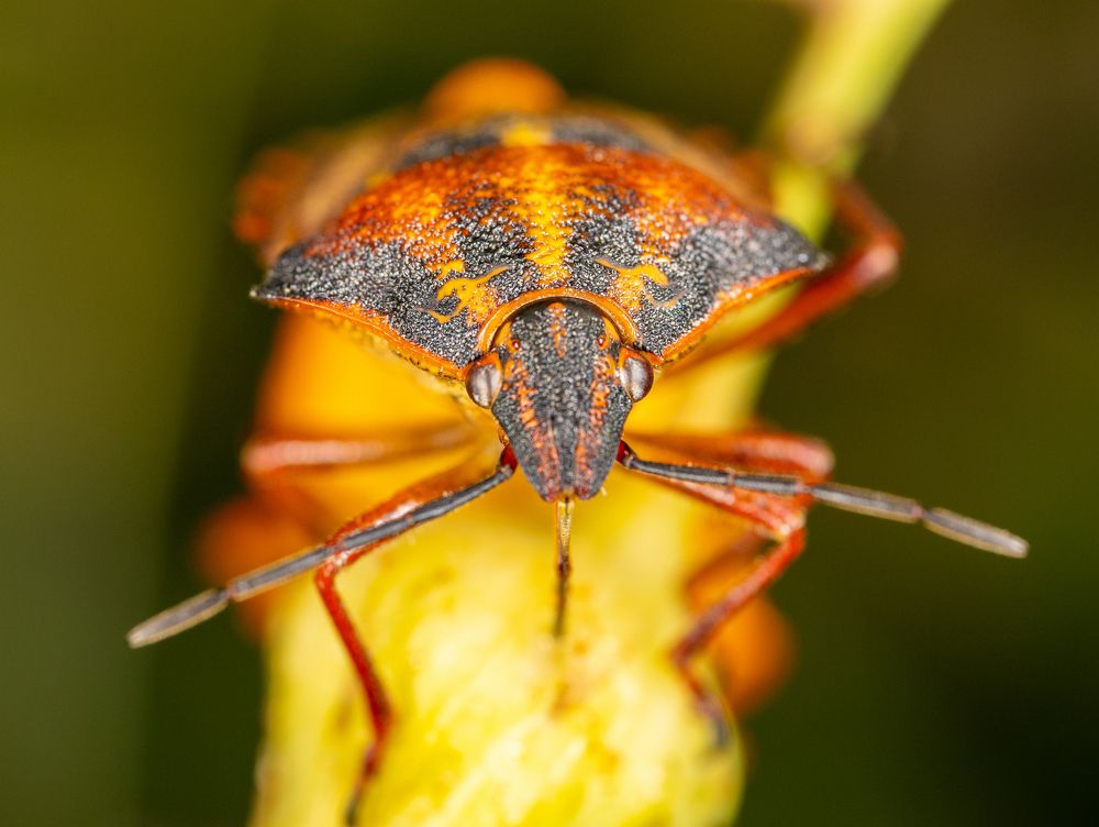 Фотография автора Sercan Özyurt