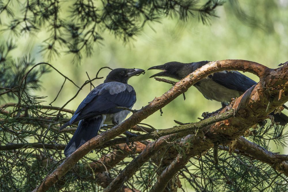 Photograph by Надежда Михайлина