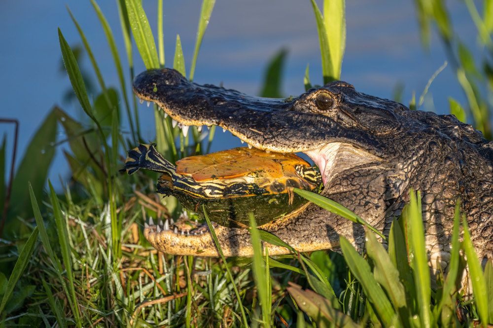 Фотография автора Erik Nelson