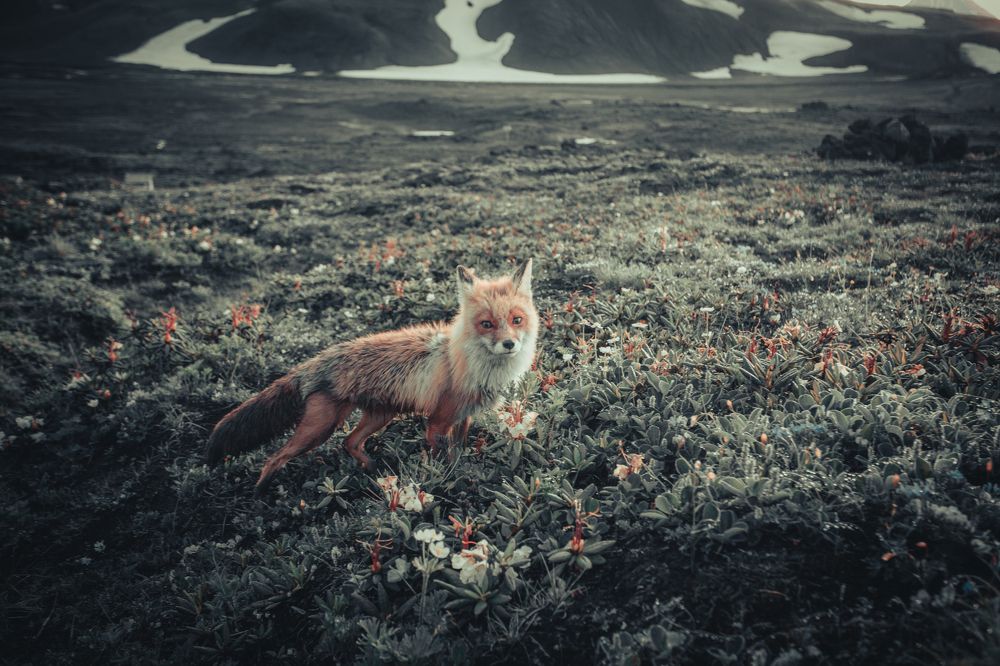 Камчатский лис