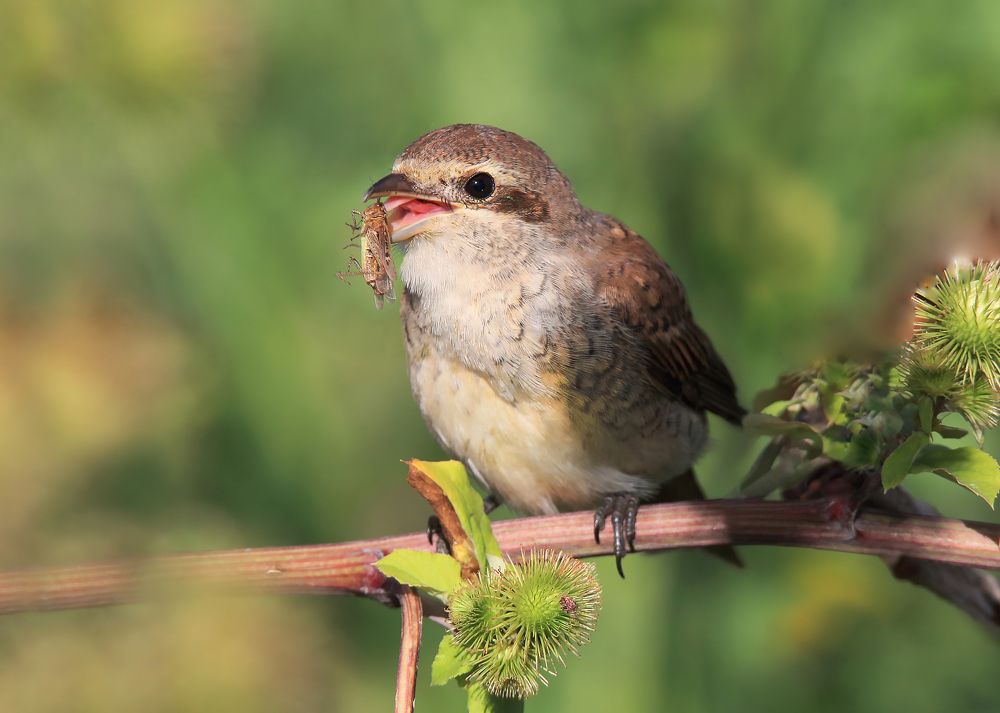 В траве сидел кузнечик...