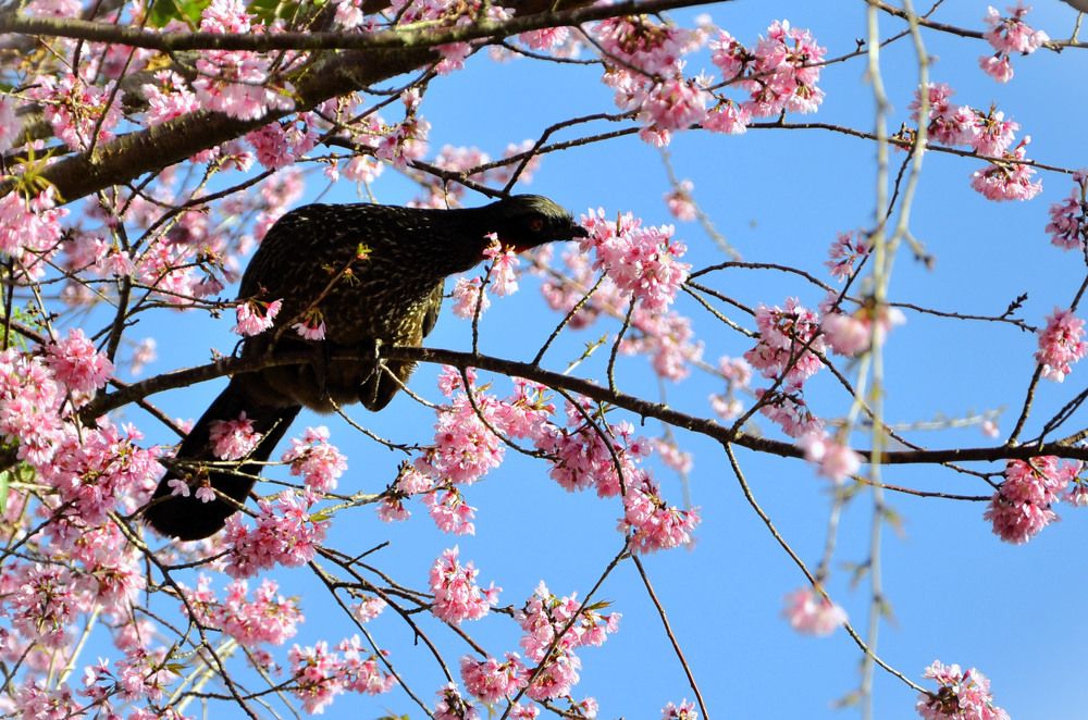 Guan (Penelope ochrogaster) eating flowers