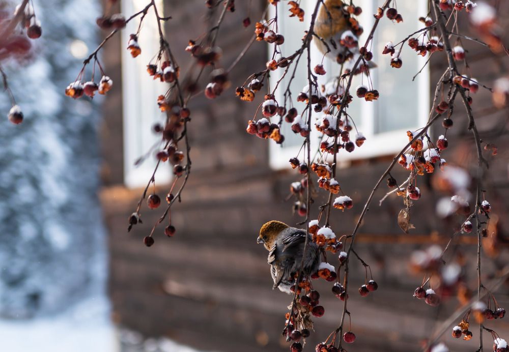 Photograph by Наталья Сорокина