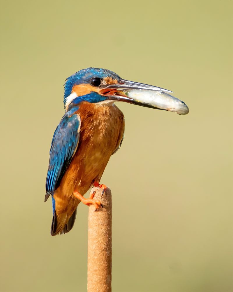 Photograph by Pratik Bhatt