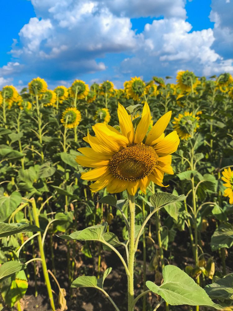 Photograph by Юрий Богачев