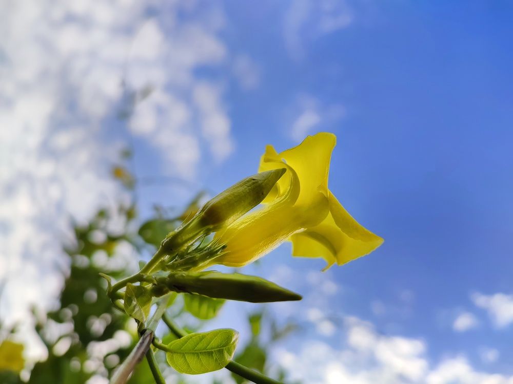 Photograph by Buddhika Dinuranga