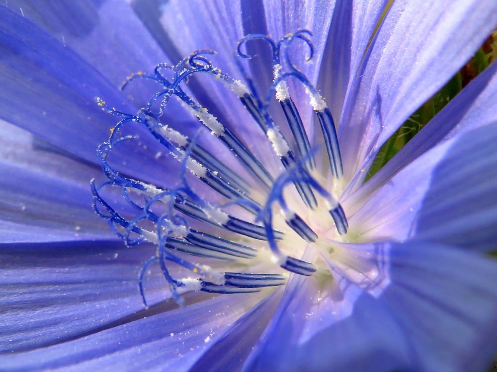 Пестики - тычинки