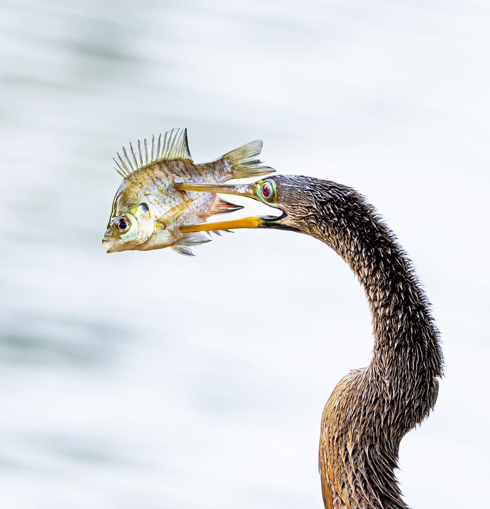 Photograph by Schletter Jackie