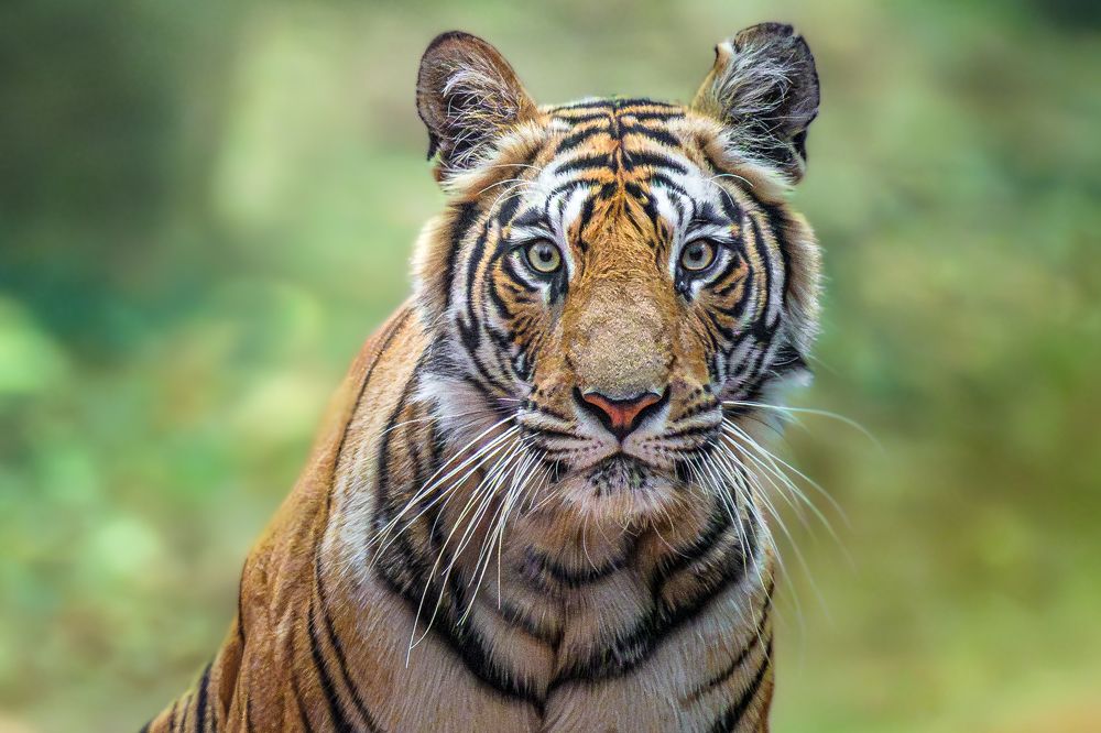 Photograph by Siddhartha Roy Choudhury