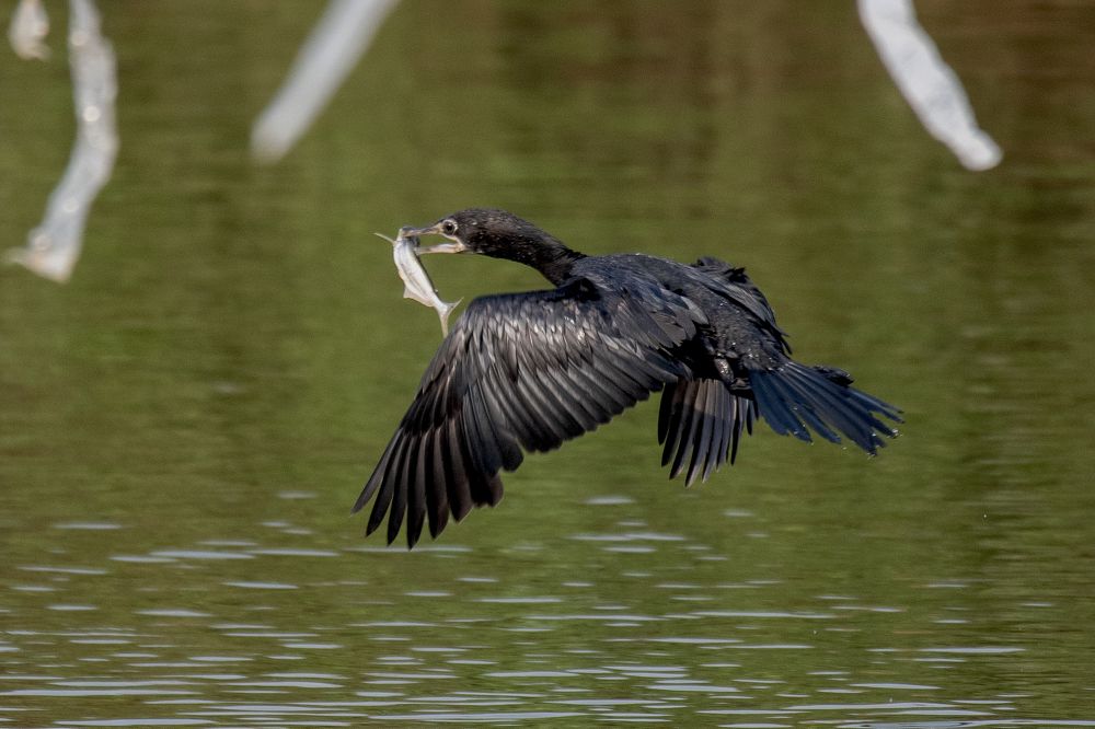 Photograph by  Md Shaheedul Alam