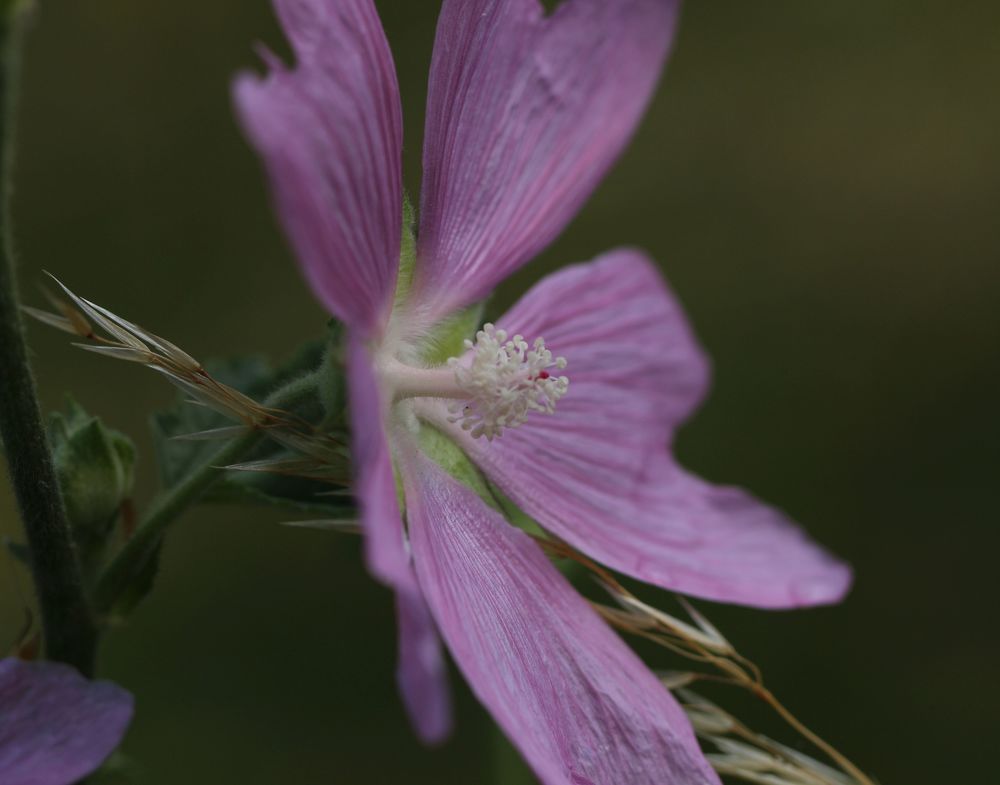 Фотография автора Олег Комарицкий