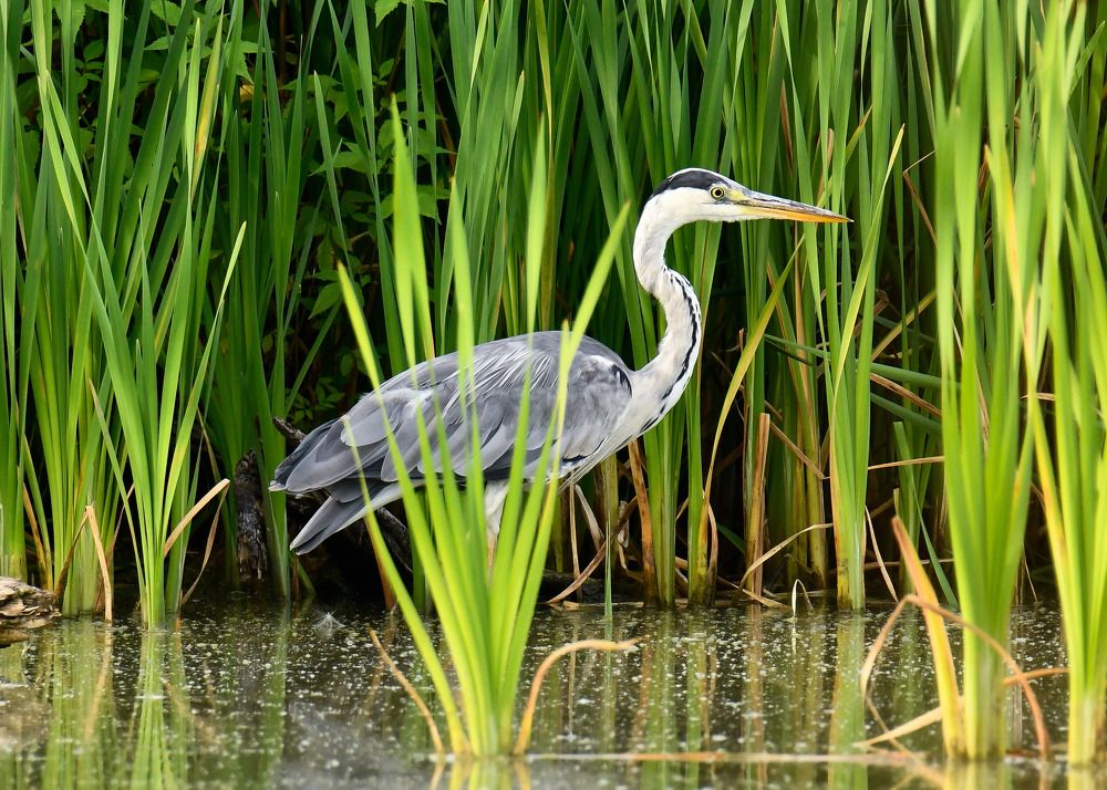 Цапля Серая.