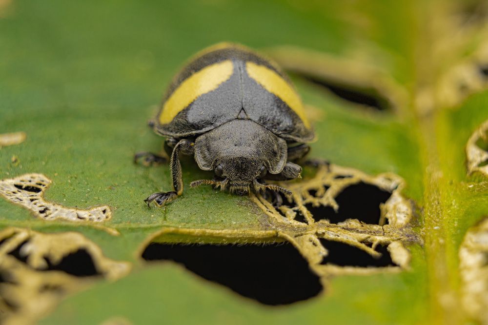 Epilachna flavofasciata