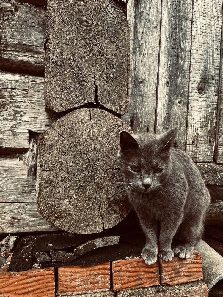 Photograph by Светлана