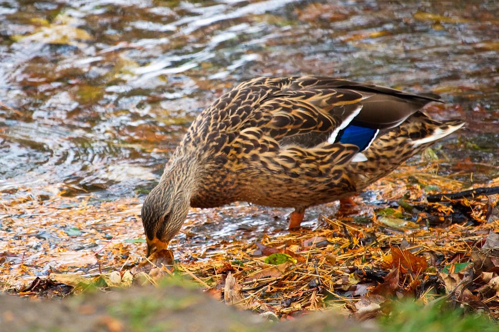 Photograph by Ken Oliver