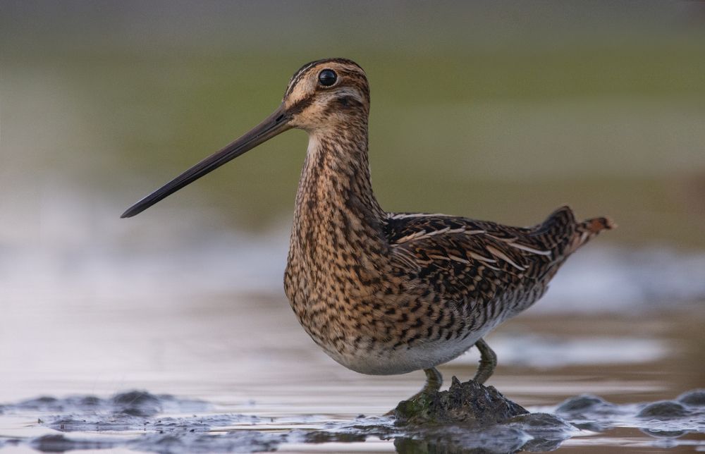 Фотография автора Татьяна Ливеровская