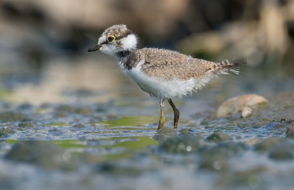 Фотография автора Татьяна Ливеровская