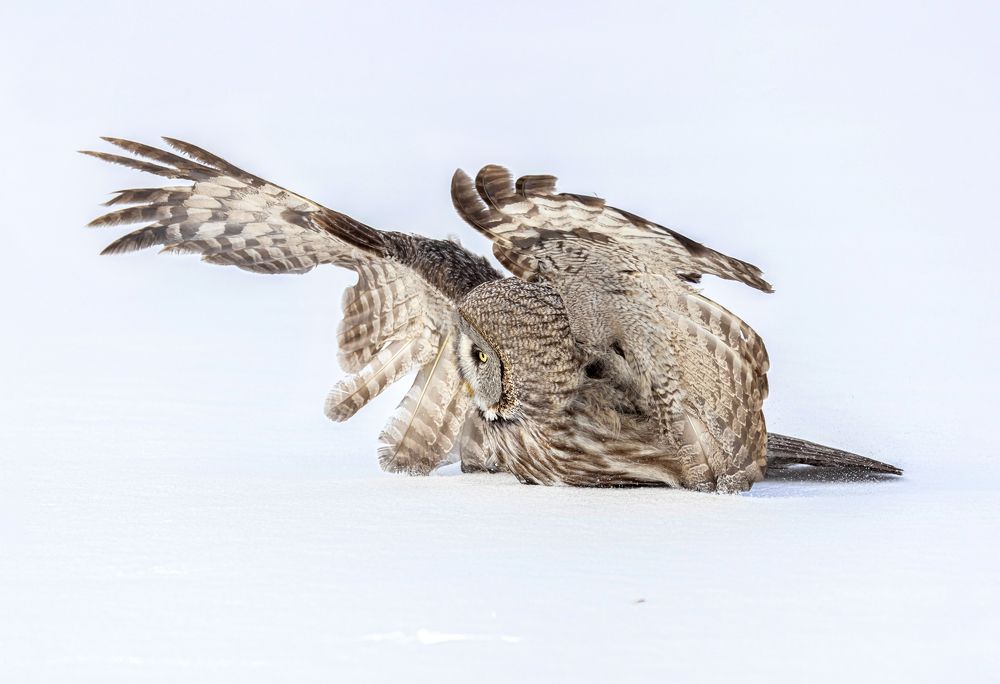 Photograph by Татьяна Тихомирова