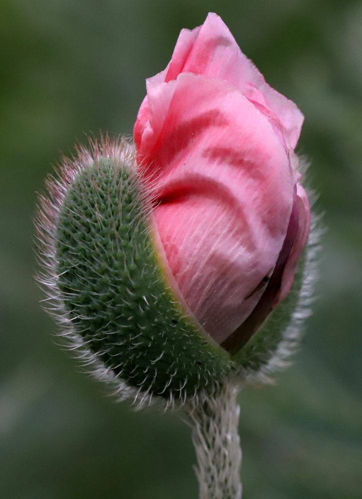 Photograph by елена