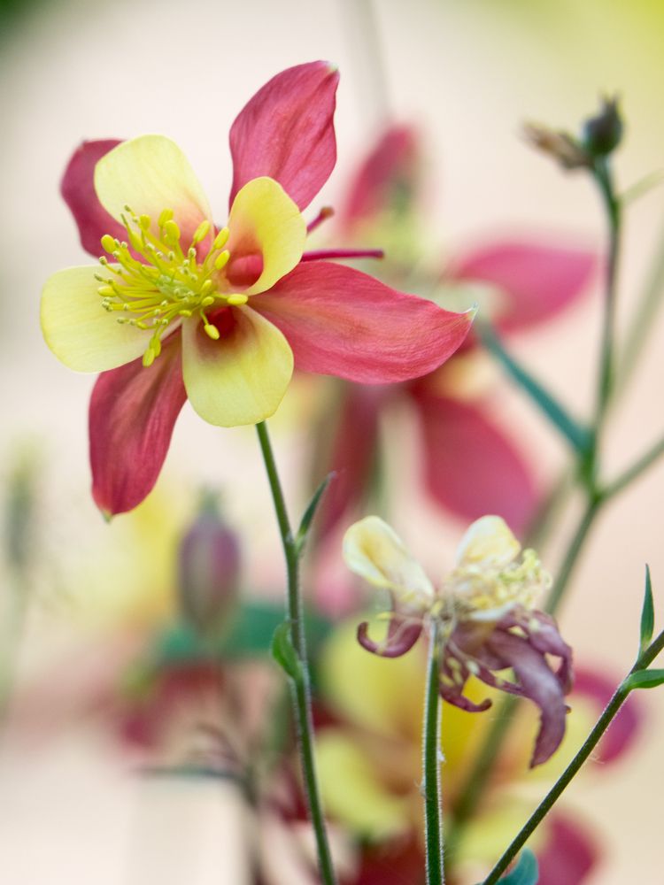 Photograph by Руслан Гончар