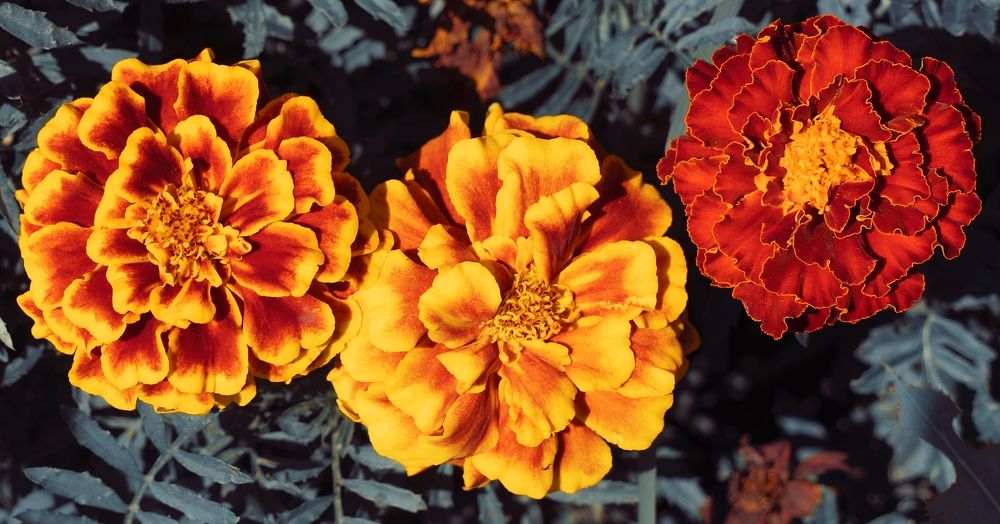 Photograph by Дима Скрипачев