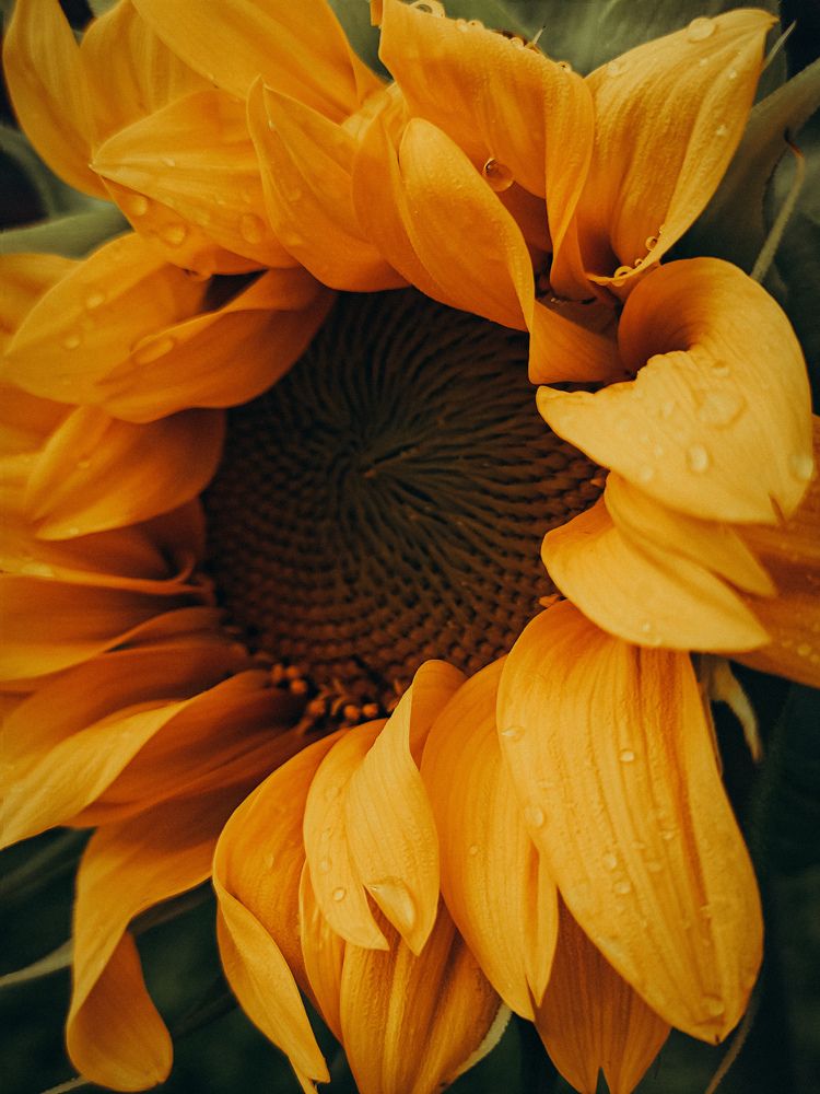Photograph by Светлана Фоменко